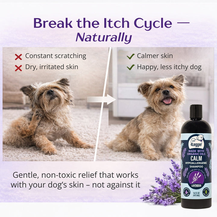 Dog with dry itchy skin finds relief with 4-Legger CALM Lavender organic shampoo