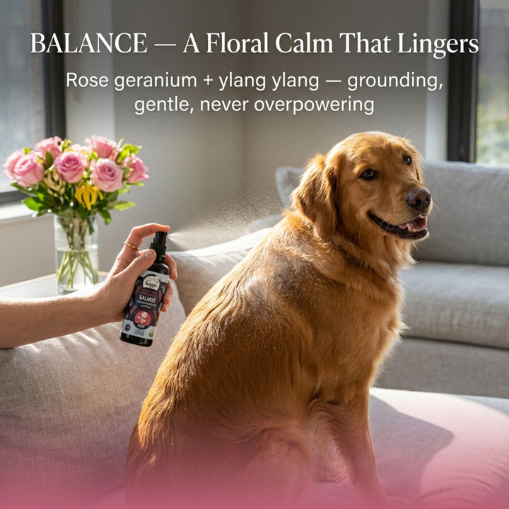 	
Happy dog with fresh coat after 4-Legger BALANCE rose deodorizing spray