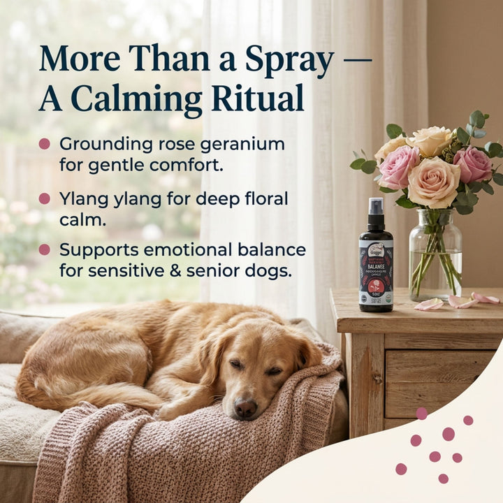 4-Legger BALANCE rose spray aromatherapy benefits — grounding rose geranium and ylang ylang