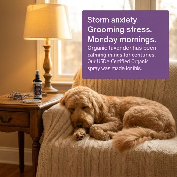 Calm relaxed dog resting near 4-Legger organic lavender deodorizing spray for anxiety relief