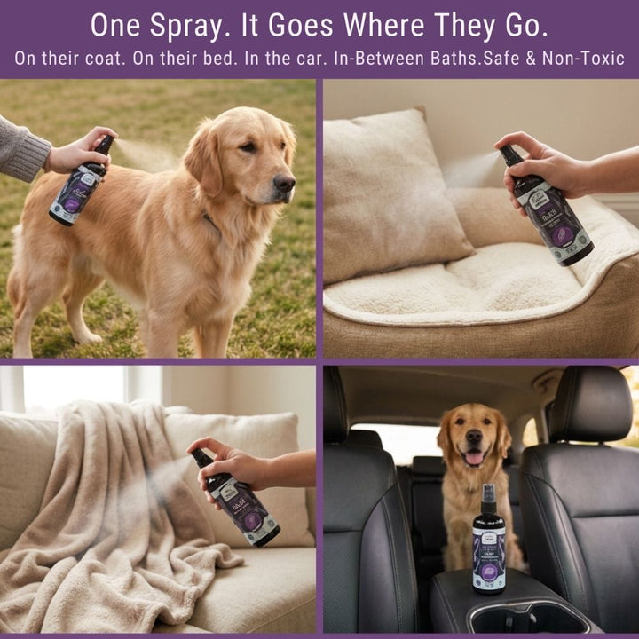 4-Legger lavender spray used on dog coat, bedding, blankets, and car seat — four lifestyle panels