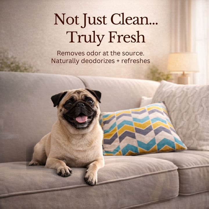 Dog looking at camera highlighting need for natural flea protection
