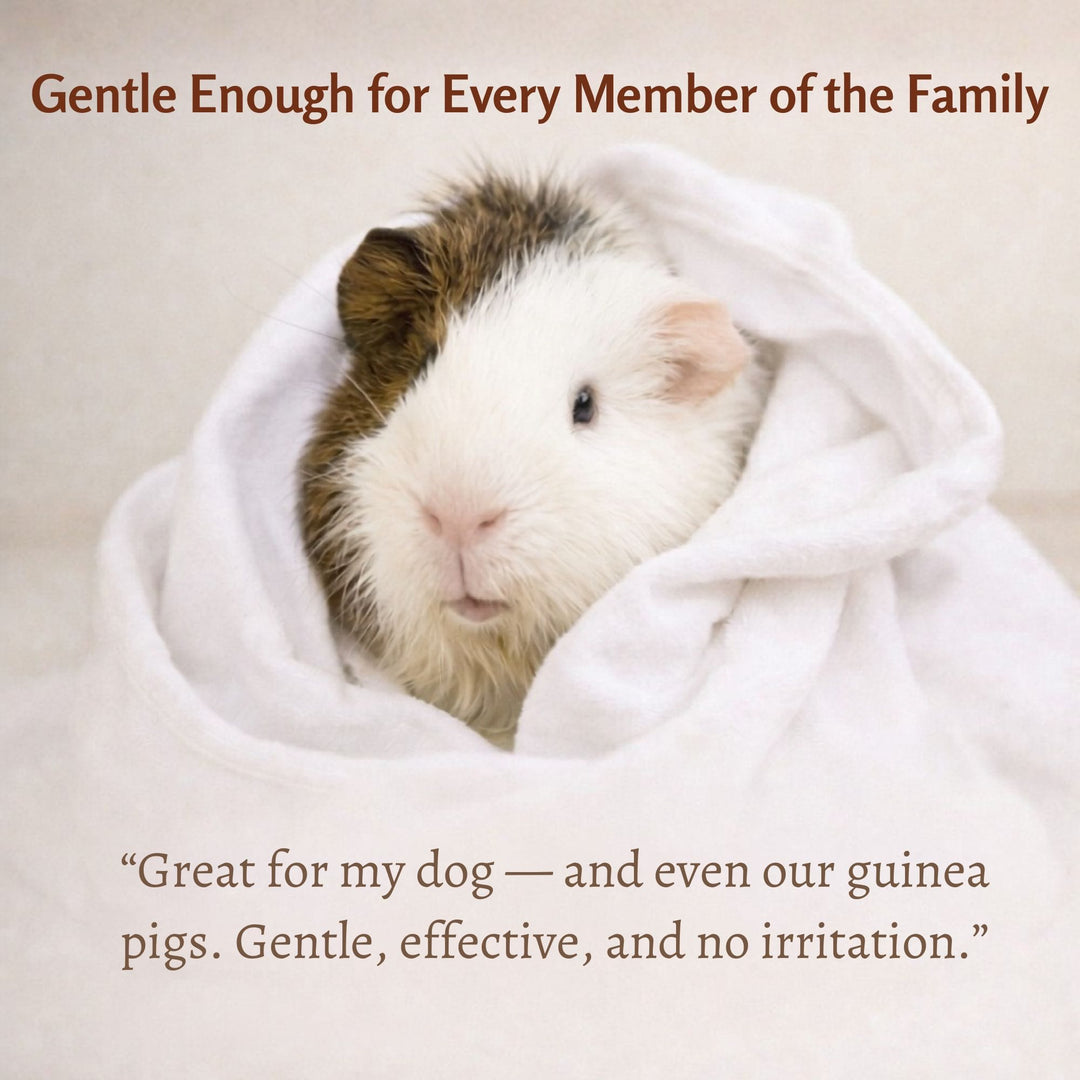 Guinea pig being bathed with 4-Legger organic cedar shampoo safe for small pets
