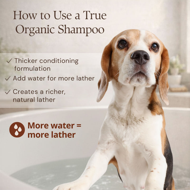 Relaxed dog with bullet list of skin conditions 4-Legger cedar shampoo helps
