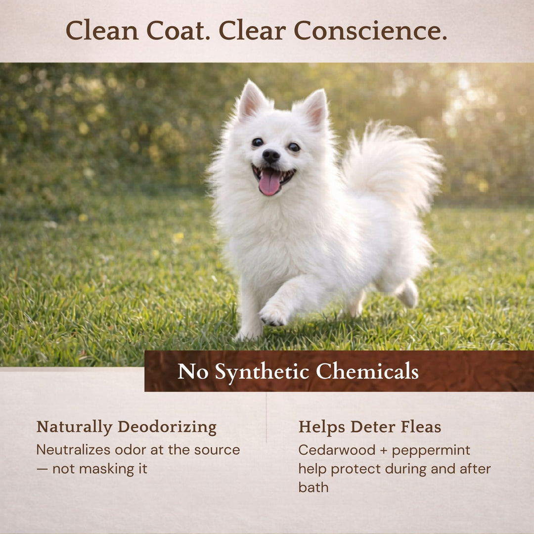 Dog with clean shiny coat after bath with 4-Legger cedar shampoo