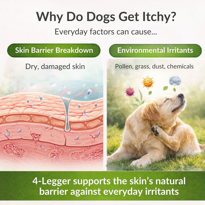 Why dogs get itchy skin — skin barrier breakdown and environmental irritants explained by 4-Legger organic dog shampoo