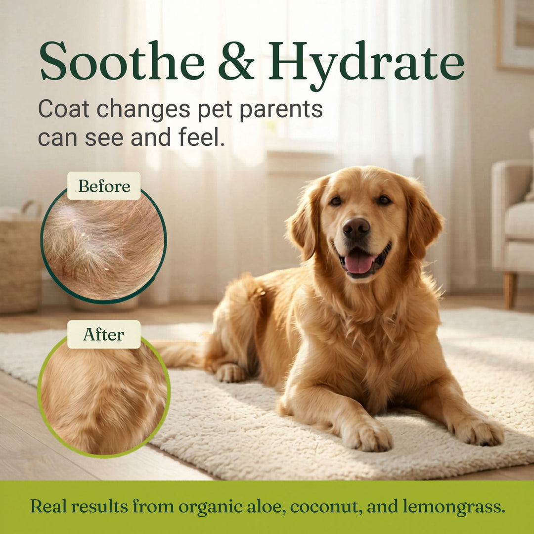 Golden retriever with healthy shiny coat showing before and after results from organic dog shampoo with aloe and coconut