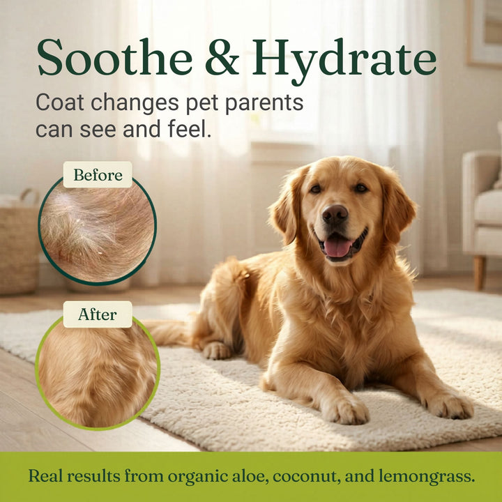 Golden retriever with healthy shiny coat showing before and after results from organic dog shampoo with aloe and coconut