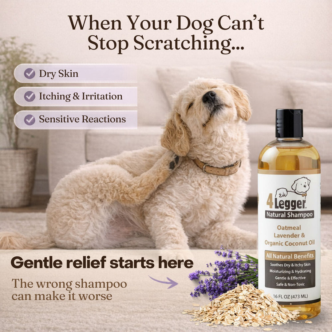 Happy dog with healthy coat after bath with 4-Legger organic oatmeal dog shampoo for itchy skin
