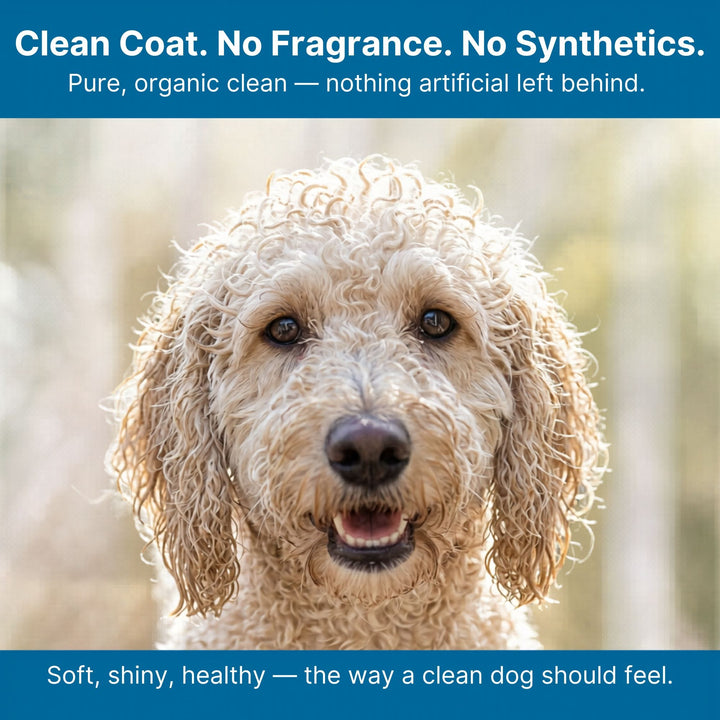 Goldendoodle with clean shiny coat — 4-Legger unscented dog shampoo clean coat no fragrance no synthetics