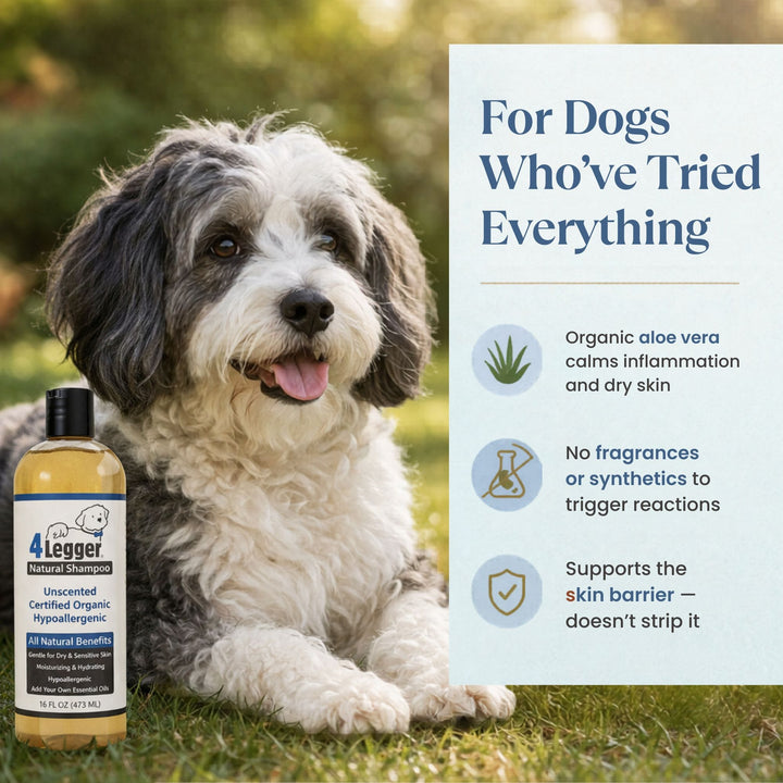 Havanese dog outdoors — 4-Legger unscented dog shampoo for dogs who've tried everything for sensitive skin
