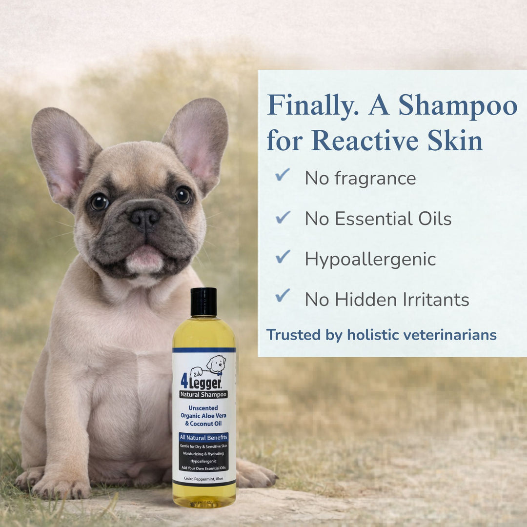 French Bulldog puppy — 4-Legger unscented dog shampoo finally a shampoo safe for reactive skin