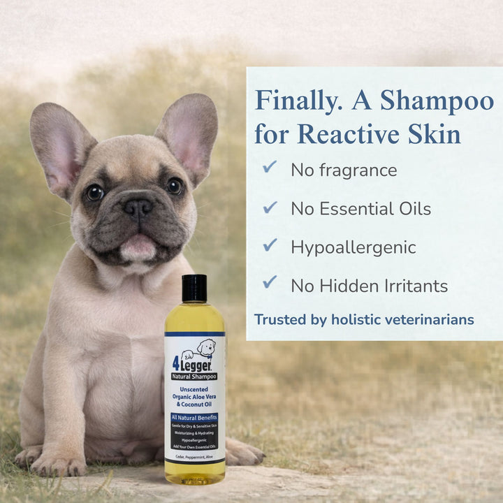French Bulldog puppy — 4-Legger unscented dog shampoo finally a shampoo safe for reactive skin