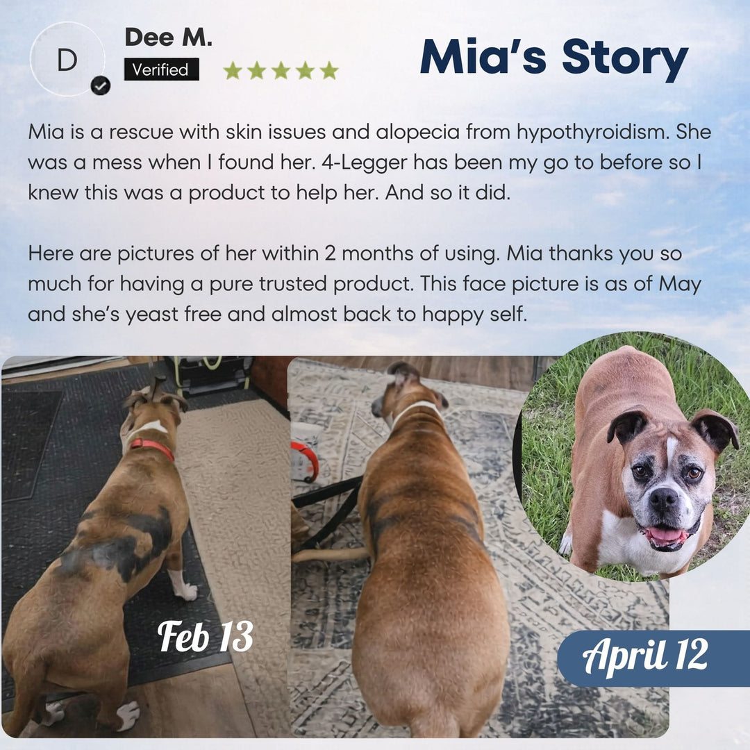 mia alopecia dog skin repair story from using 4Legger unscented organic dog shampoo