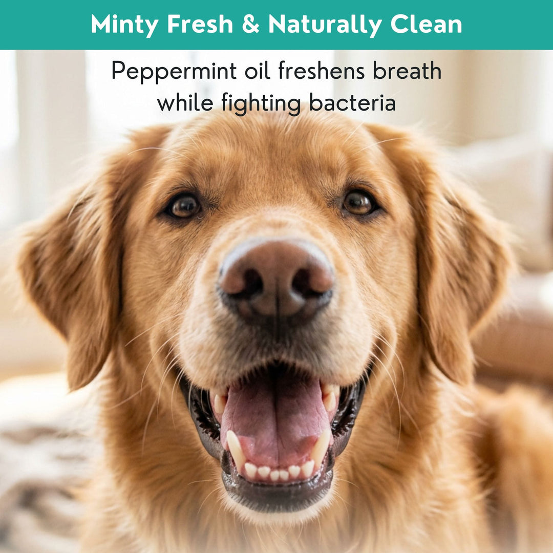 Minty fresh and naturally clean — 4-Legger dental powder with peppermint oil freshens dog breath while fighting bacteria