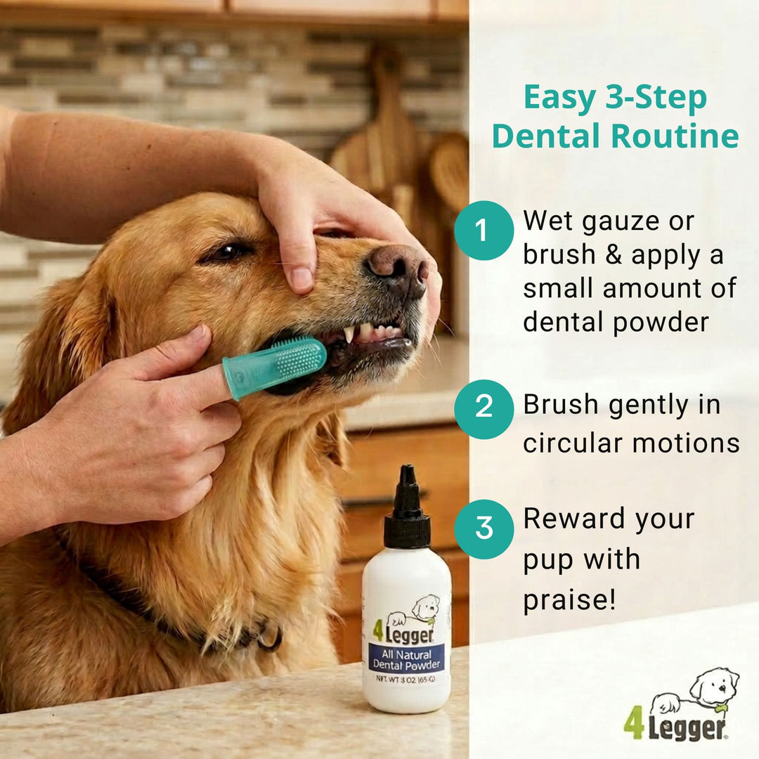 Easy 3-step dental routine with 4-Legger natural dental powder — wet gauze, brush gently in circular motions, reward your pup