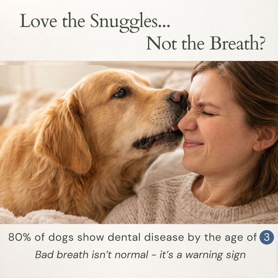 Love the snuggles not the breath — 80 percent of dogs show dental disease by age 3 — bad breath is a warning sign