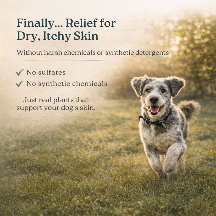 Dog playing outside after using 4-Legger organic lemongrass hemp shampoo for dry itchy skin