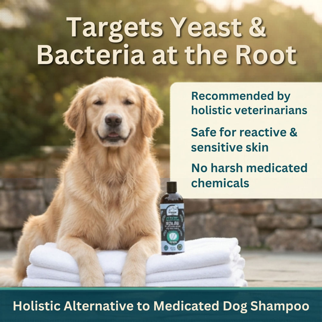Organic tea tree dog shampoo for yeast and bacterial skin conditions — 4-Legger COOLING holistic alternative to medicated dog shampoo