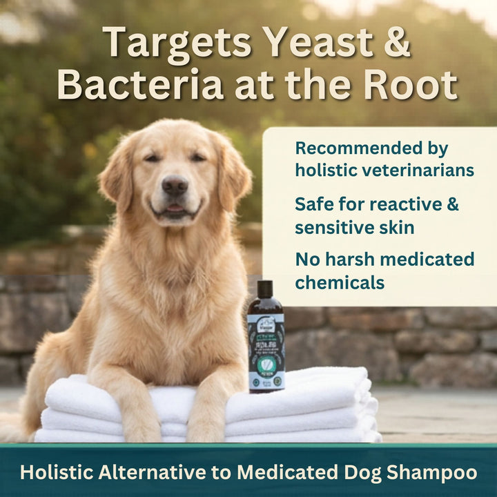 Organic tea tree dog shampoo for yeast and bacterial skin conditions — 4-Legger COOLING holistic alternative to medicated dog shampoo
