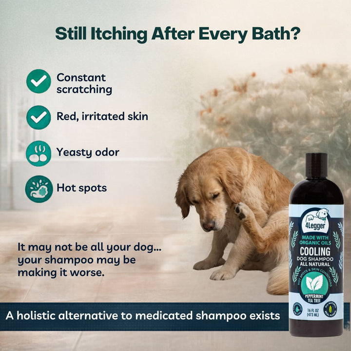 Dog with constant scratching, yeasty odor and hot spots — 4-Legger COOLING organic tea tree dog shampoo holistic alternative