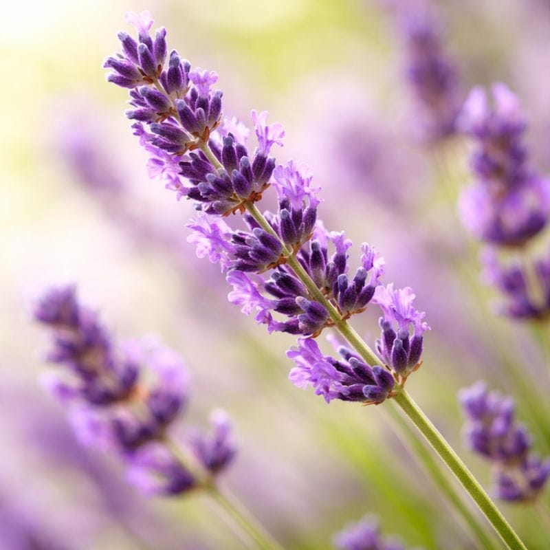 Organic lavender essential oil — calming and soothing in 4-Legger CALM organic dog shampoo