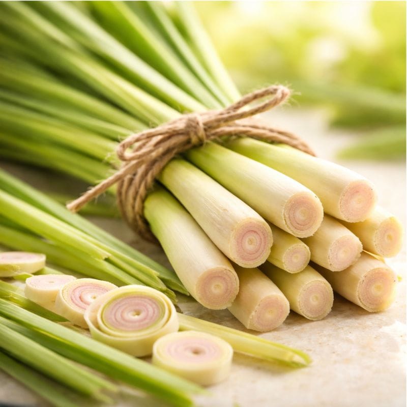 Organic lemongrass essential oil — deodorizing and refreshing in 4-Legger lemongrass dog shampoo