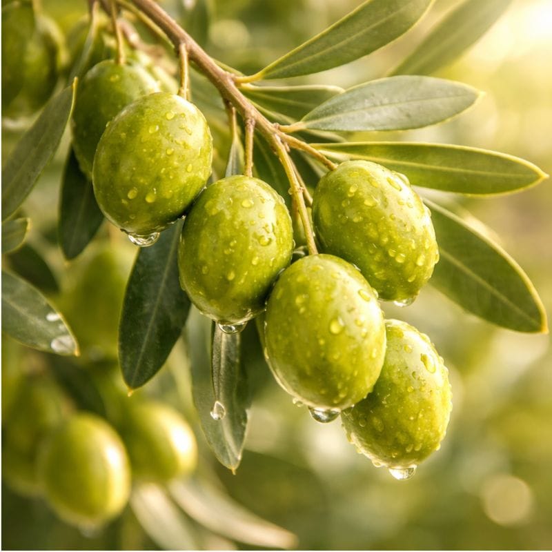 Organic olive oil — nourishes and conditions coat in 4-Legger USDA certified organic dog shampoo