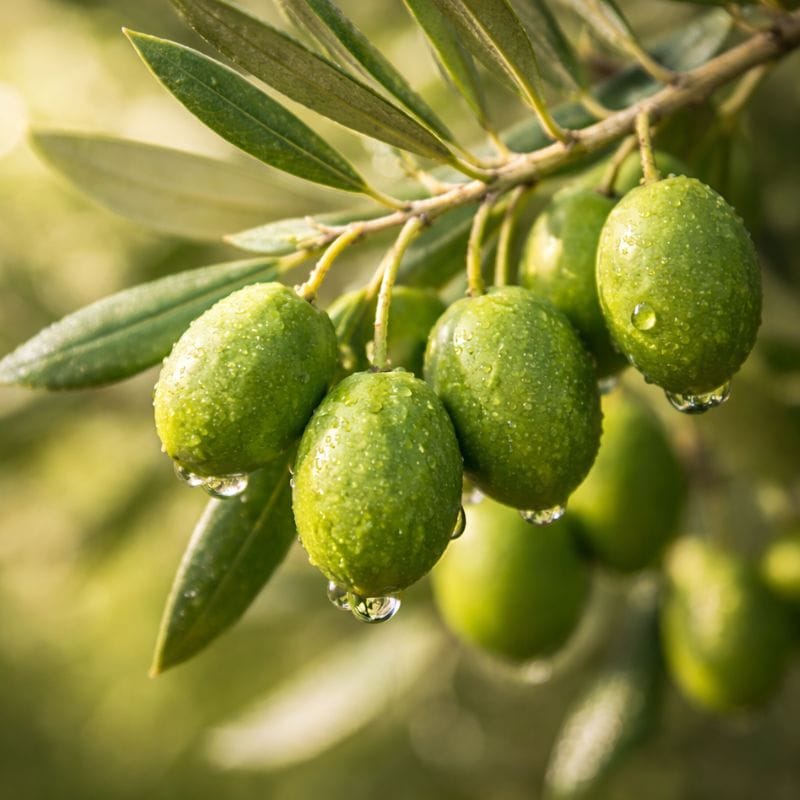 Organic olive oil — nourishing carrier oil in 4-Legger dog deodorizing spray